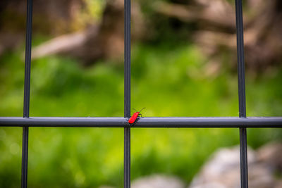 Close-up of insect on a fence against blurred background