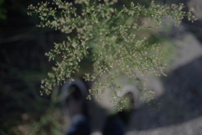 Close-up of flowering plant