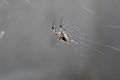 Close-up of spider on web
