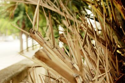 Close-up of a bird perching on plant