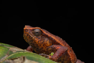 Close-up of lizard on black background
