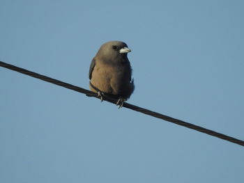 Low angle view of bird perching on cable against clear sky