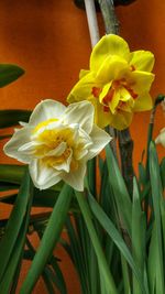 Close-up of day lily blooming outdoors