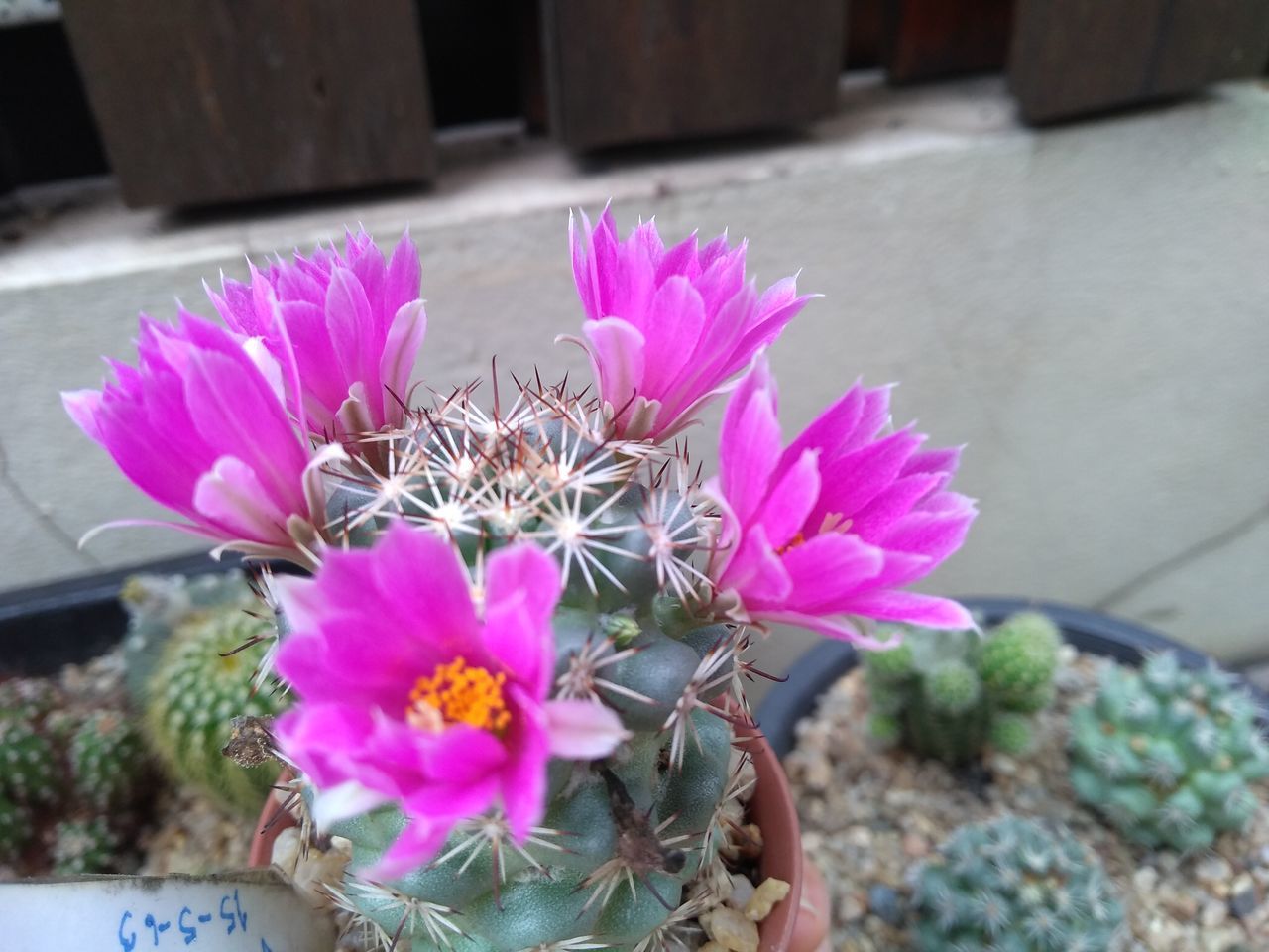 HIGH ANGLE VIEW OF PINK FLOWER POT