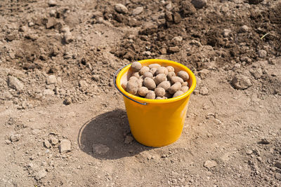 Planting potatoes in the ground. early spring preparation for the garden season.