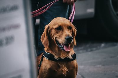 Close-up of dog looking away