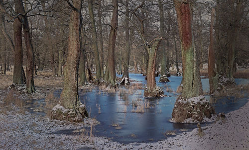 Reflection of bare trees in lake