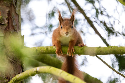 Low angle view of squirrel on tree