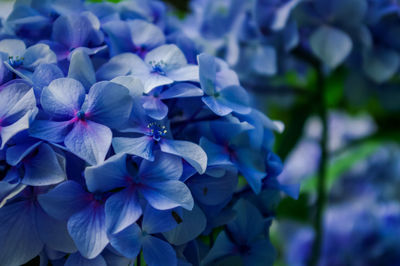 Close-up of blue hydrangeas