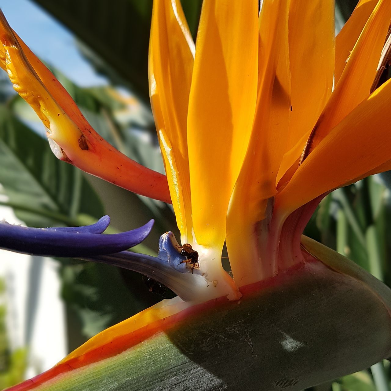 CLOSE-UP OF YELLOW ORANGE FLOWER