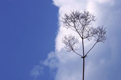 Low angle view of tree against sky