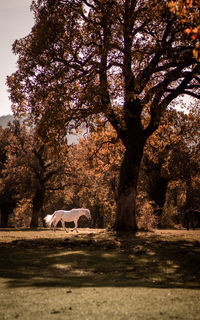 Horses on field