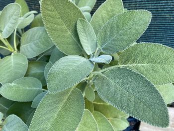 Full frame shot of fresh green leaves