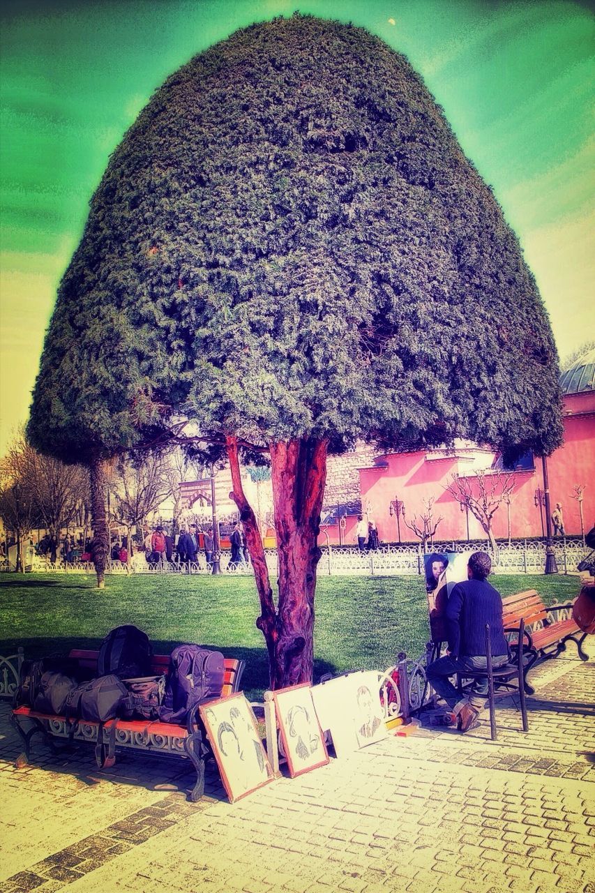 tree, sitting, relaxation, men, person, outdoors, nature, sunlight, day, park - man made space, lifestyles, sky, leisure activity, clear sky, bench, growth, tranquility, field, sand