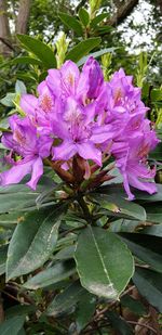 Close-up of pink flowering plant