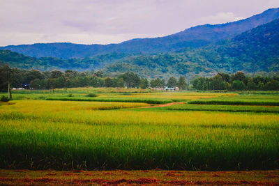 Scenic view of agricultural field against sky