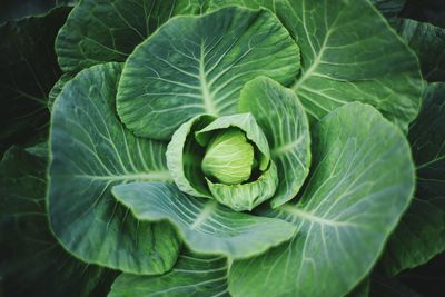 High angle view of green leaves on plant