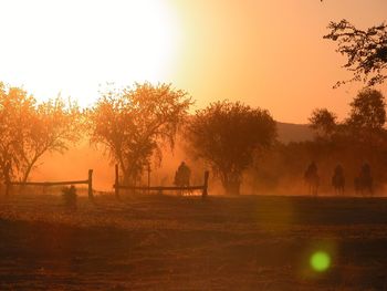 Trees on field against sky during sunset