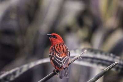 Close-up of a bird perching on metal