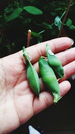 Close-up of hand holding leaf