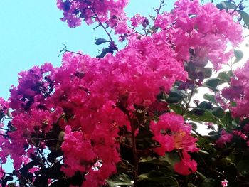 Close-up of pink flowers blooming on tree