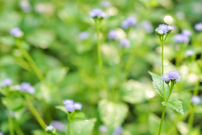 Close-up of purple flowers on field