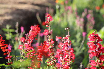 Close-up of bee on flower