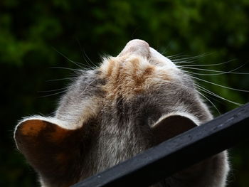 Close-up of cat