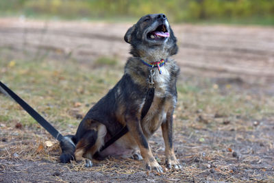 Black dog looking away on land