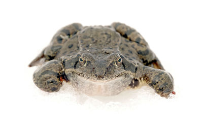 Close-up of a turtle against white background