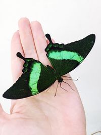 Close-up of hand holding butterfly over white background