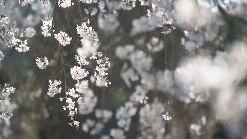 branch