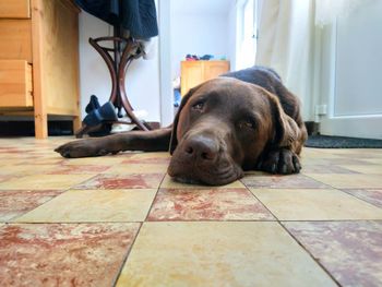 Dog resting on floor at home