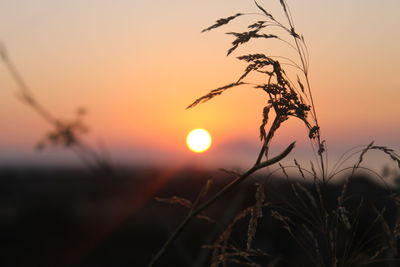 Close-up of stalks against sky during sunset