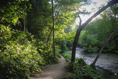 Footpath amidst trees in forest