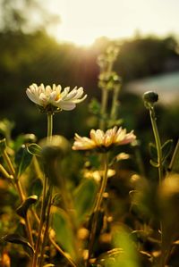 Close-up of white flowering plants on field