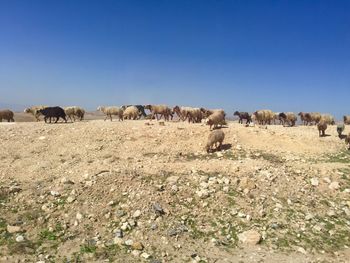 View of sheep on field