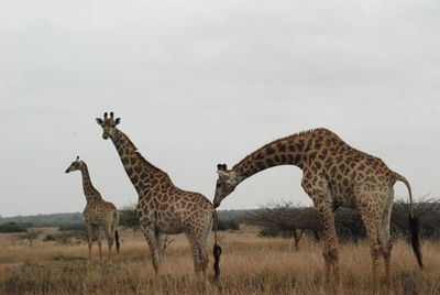 Giraffe standing on field against sky