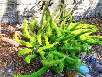 High angle view of succulent plant on field