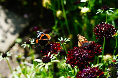 Close-up of honey bee on red flowering plant