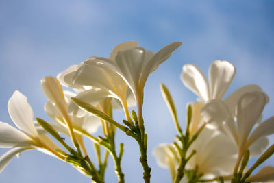 Close-up of flowers blooming against sky