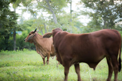 Cow standing in a field