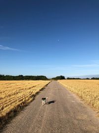 Road passing through agricultural field against blue sky