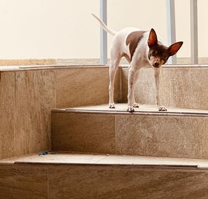 Portrait of dog standing against wall