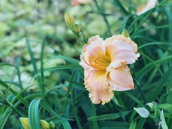 Close-up of fresh flower in field