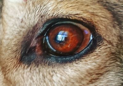 Close-up portrait of dog eye