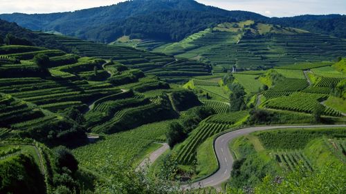 Scenic view of agricultural field