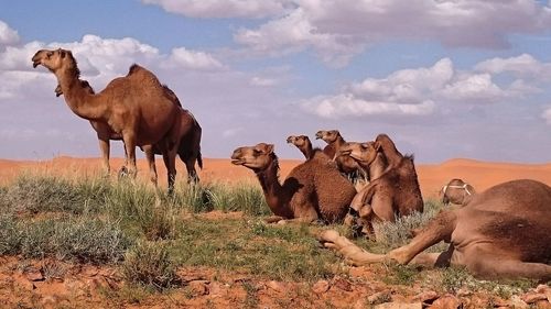 Horses on landscape against sky