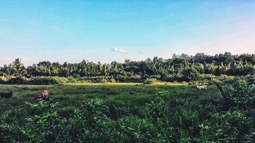 Scenic view of grassy field against blue sky