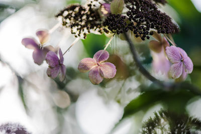 Close-up of purple flowers